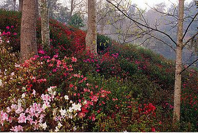 全职猎人格斗游戏确定加入宫野真守配音库洛洛